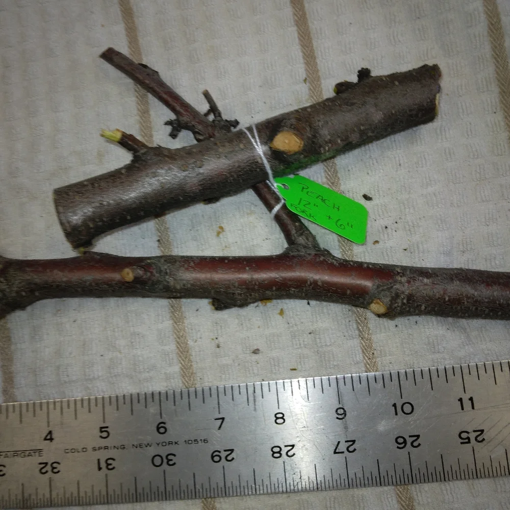 Peach Tree Branches for Crafting Isopods Reptiles  Terarrium  Jararrium Vivarium